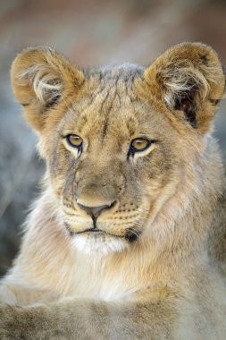 Aslan (Panthera leo) yavrusu. Kalahari, Güney Afrika