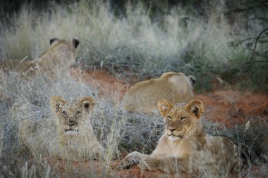 Aslan (Panthera leo) yavruları. Kalahari, Güney Afrika