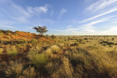 Deve dikeni (Vachellia erioloba prev. Akasya erolobası) Kalahari manzarasında bir ağaç. Güney Afrika.