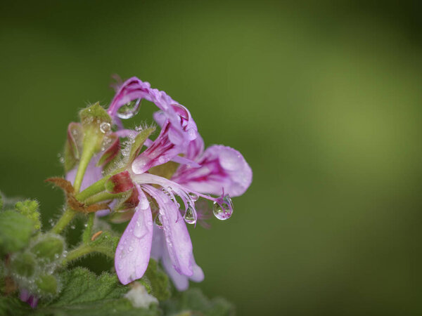 Balsam-scented geranium flower (Pelargonium panduriforme). Garden Route. Western Cape. South Africa