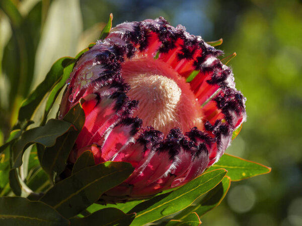 Oleander-leaf protea or narrow-leaf protea (Protea neriifolia) flower. George. Garden Route. Western Cape. South Africa