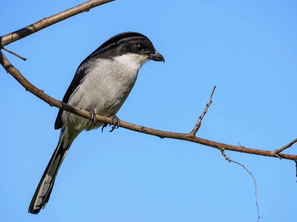 Southern Fiscal Common Fiscal Fiscal Shrike Lanius Collaris George Garden — Stock Photo, Image