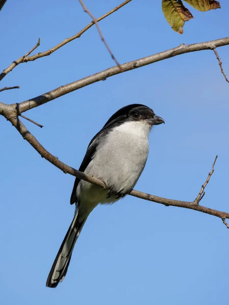 Southern Fiscal Common Fiscal Fiscal Shrike Lanius Collaris George Garden — Stock Photo, Image