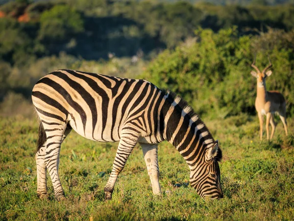 Plains zebra or common zebra (Equus quagga, formerly Equus burchellii) grazing or feeding with an Impala (Aepyceros melampus) in the background. Eastern Cape. South Africa