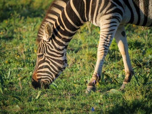 Plains zebra or common zebra (Equus quagga, formerly Equus burchellii) grazing or feeding. Eastern Cape. South Africa