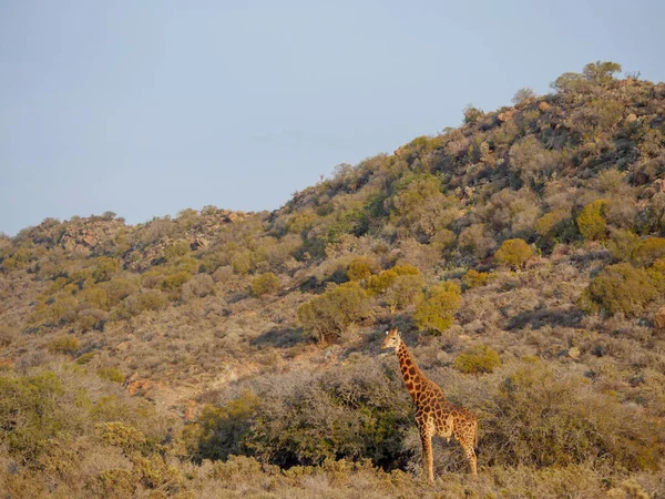 Zuid Afrikaanse Giraffe Kaap Giraffe Giraffa Camelopardalis Giraffa Karoo Western — Stockfoto