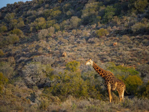 Южноафриканский Жираф Giraffa Camelopardalis Giraffa Кару Западный Кейп Южная Африка — стоковое фото