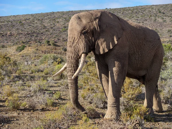 Éléphant Brousse Loxodonta Africana Taureau Dans Habitat Typique Karoo Karoo — Photo