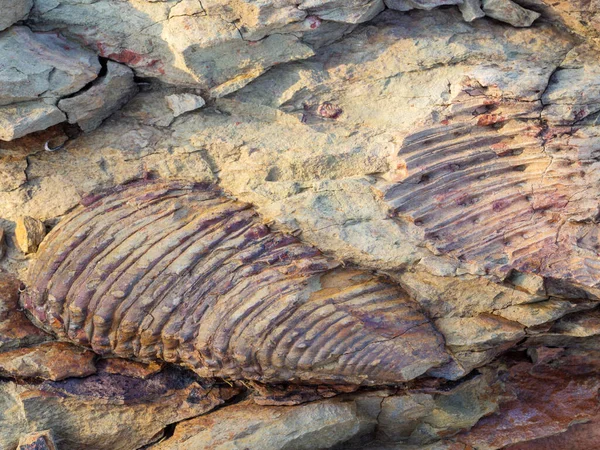 Trilobit fosili. Karoo, Batı Burnu, Güney Afrika