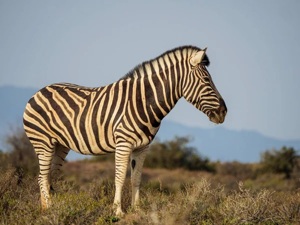 Plains Zebra Equus Quagga Eski Adıyla Equus Burchellii Karoo Batı — Stok fotoğraf