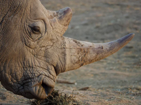 Rinoceronte Branco Rinoceronte Lábios Quadrados Ceratotherium Simum Karoo Western Cape — Fotografia de Stock