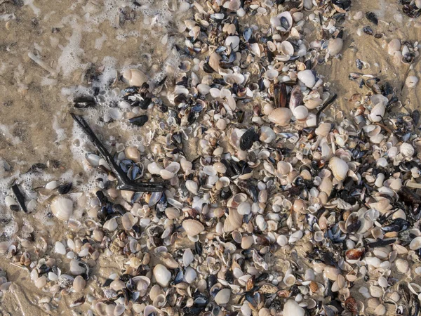 Mořské Mušle Vyhlídkové Pláži Plettenbergův Záliv Zahradní Cesta Západní Mys — Stock fotografie