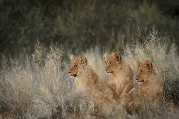 Filhotes Leão Panthera Leo Grama África Sul — Fotografia de Stock