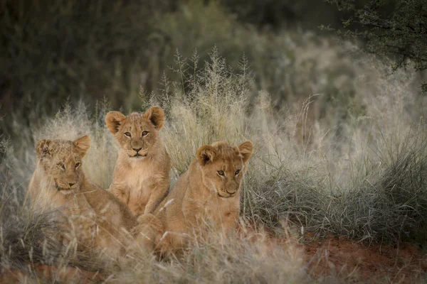 Filhotes Leão Panthera Leo Grama África Sul — Fotografia de Stock