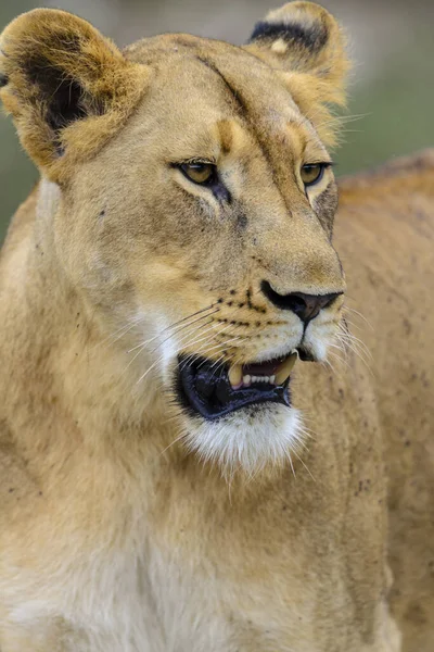 Singa Panthera Leo Remaja Afrika Selatan — Stok Foto