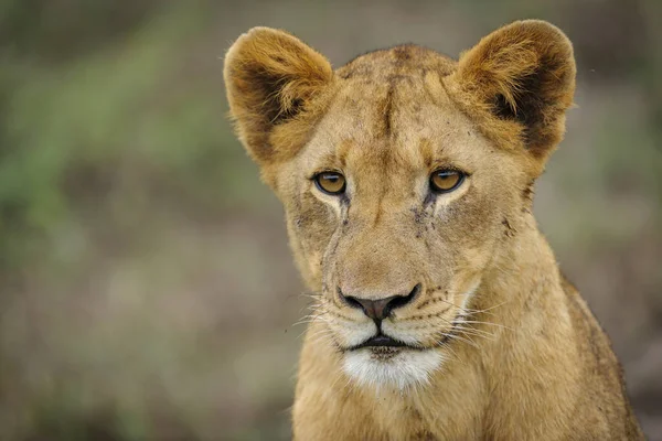 Aslan Panthera Leo Genç Güney Afrika — Stok fotoğraf
