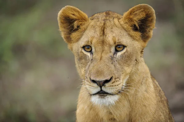Leão Panthera Leo Juvenil África Sul — Fotografia de Stock