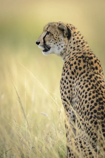 Cheetah Acinonyx Jubatus South Africa — Stock Photo, Image