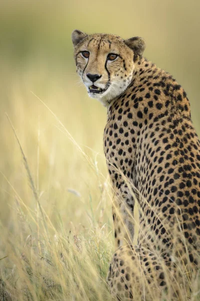 Cheetah Acinonyx Jubatus África Sul — Fotografia de Stock