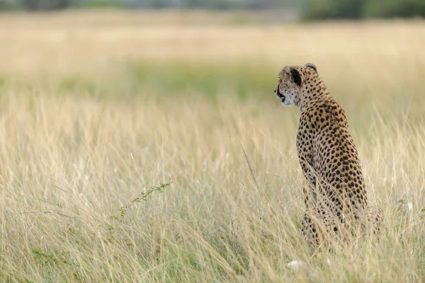 Cheetah Acinonyx Jubatus 南アフリカ — ストック写真