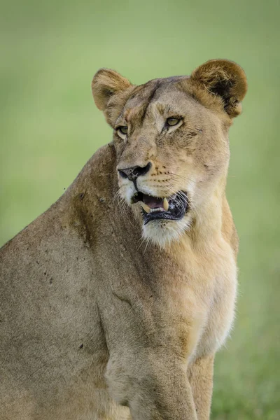 Lev Panthera Leo Jižní Afrika — Stock fotografie