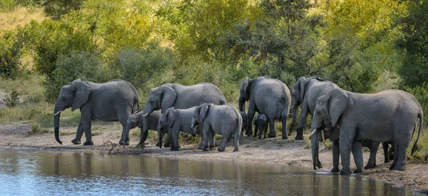 Afrika çalı fili (Loxodonta africana), bir su birikintisinde içen Afrika savanası fil sürüsü olarak da bilinir. Daha Büyük Kruger Ulusal Parkı. Mpumalanga. Güney Afrika