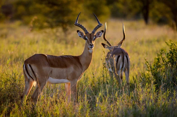 Impala Aepyceros Melampus Wspaniałym Porannym Świetle Wielki Park Narodowy Kruger — Zdjęcie stockowe
