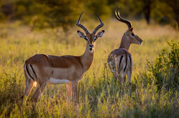 Impala Aepyceros Melampus Dicsőséges Kora Reggeli Fényben Nagyobb Kruger Nemzeti — Stock Fotó