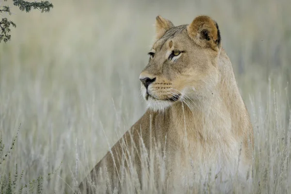 Lew Panthera Leo Republika Południowej Afryki — Zdjęcie stockowe