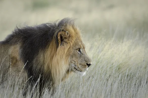 Løve Panthera Leo Sydafrika - Stock-foto