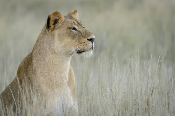 Leão Panthera Leo África Sul — Fotografia de Stock