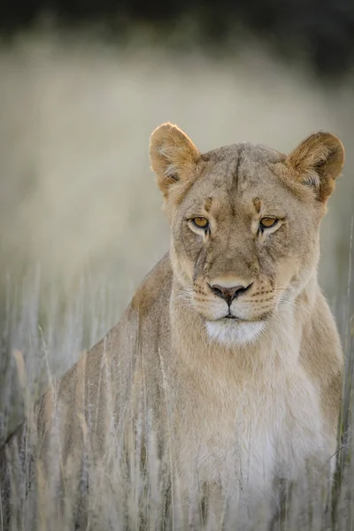 Λιοντάρι Panthera Leo Νότια Αφρική — Φωτογραφία Αρχείου