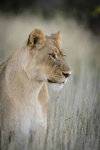 Leone Panthera Leo Sudafrica — Foto Stock