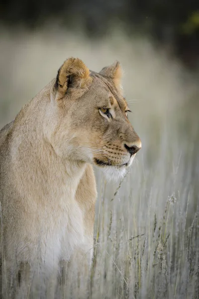 Leão Panthera Leo África Sul — Fotografia de Stock