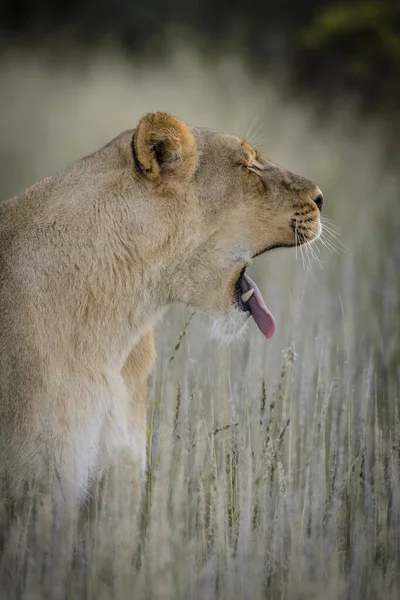 Lion Panthera Leo Bâillant Afrique Sud — Photo