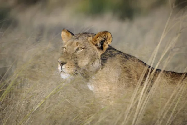 Leão Panthera Leo África Sul — Fotografia de Stock