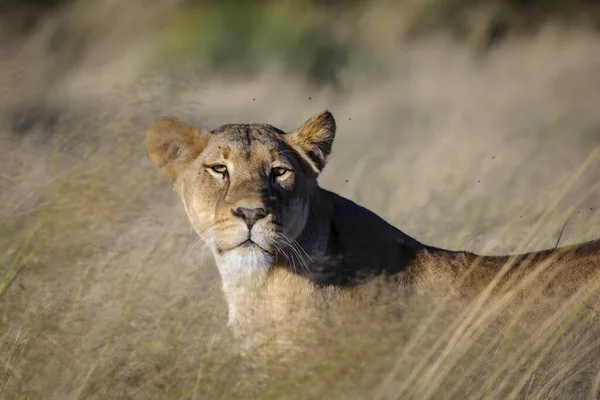 Leão Panthera Leo África Sul — Fotografia de Stock