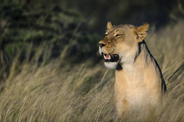 ライオン パンサー 南アフリカ — ストック写真