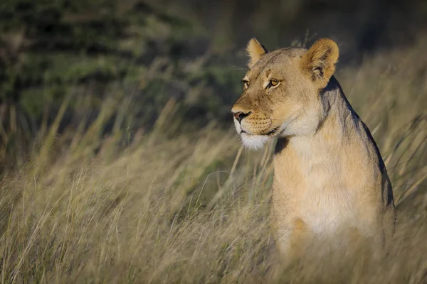 Leone Panthera Leo Sudafrica — Foto Stock