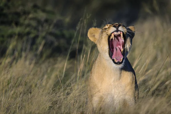 León Pantera Leo Sudafrica — Foto de Stock