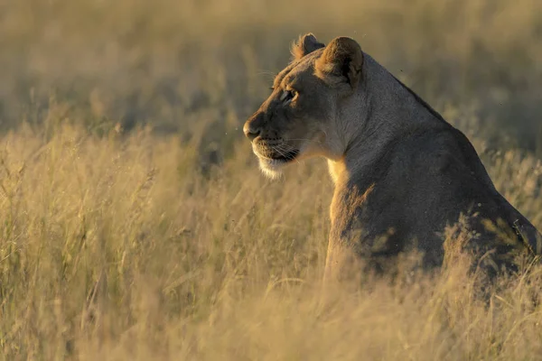 Leão Panthera Leo África Sul — Fotografia de Stock