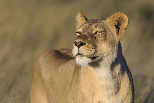 Lev Panthera Leo Jižní Afrika — Stock fotografie