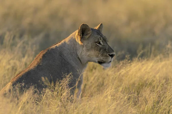 Leão Panthera Leo África Sul — Fotografia de Stock