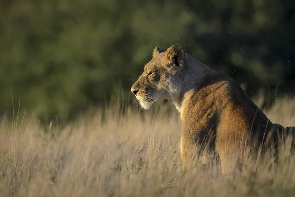 Lew Panthera Leo Republika Południowej Afryki — Zdjęcie stockowe