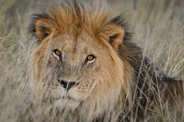 Leeuw Panthera Leo Zuid Afrika — Stockfoto