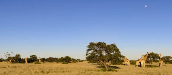 남아프리카 케이프 Giraffa Camelopardalis Raffa 기린의 무리이다 남아프리카 공화국의 칼라하리 — 스톡 사진