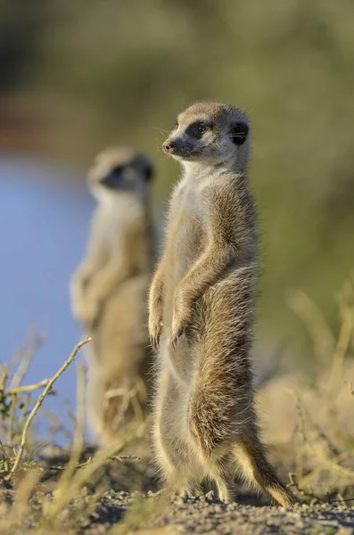 MeerkatまたはSuricate Suricata Suricatta カラハリだ 南アフリカ — ストック写真