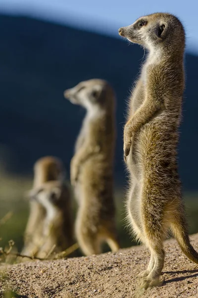 MeerkatまたはSuricate Suricata Suricatta カラハリだ 南アフリカ — ストック写真