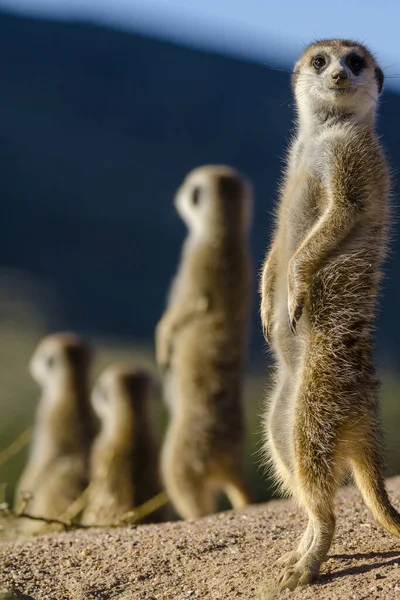 MeerkatまたはSuricate Suricata Suricatta カラハリだ 南アフリカ — ストック写真