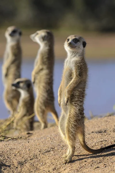 MeerkatまたはSuricate Suricata Suricatta カラハリだ 南アフリカ — ストック写真